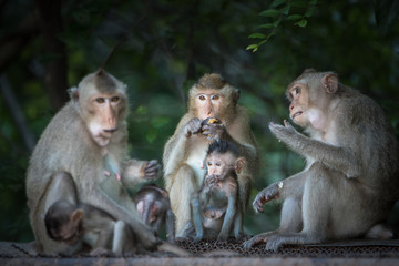 Naklejka premium Asian monkey with son in the forest.
