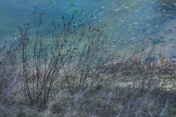 Dry field plants of Ukraine in winter against the backdrop of a frozen blue lake.