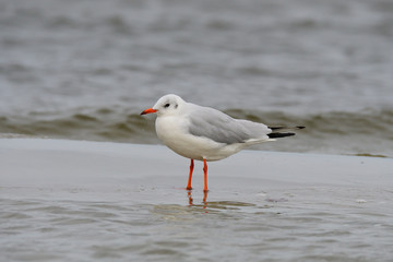 Lachmöwe im Schlichtkleid
