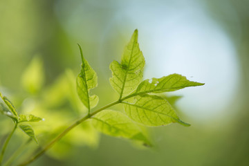 green leaves of tree