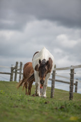 horse in field