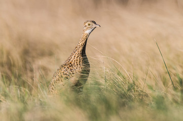 Tinamou in Pampas environment, Patagonia, Argentina