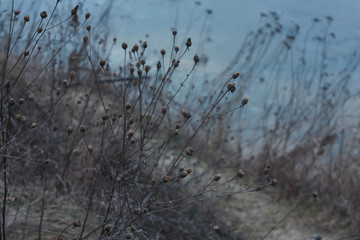 Dry field plants of Ukraine in winter against the backdrop of a frozen blue lake.