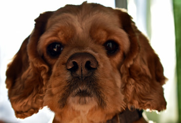portrait of a Cocker Spaniel dog