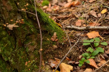 Little frog in the forest, moss, grass