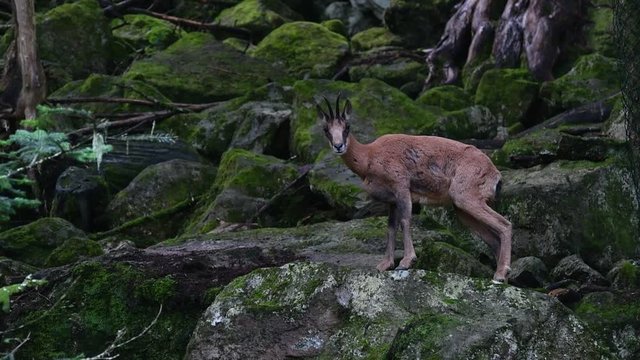 Pyrenean chamois (Rupicapra pyrenaica) grooming among rocks in forest on mountain slope in the Pyrenees