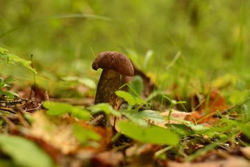  boletus mushroom in the forest in green grass