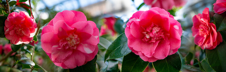 beautiful camellia - in glasshouse close up