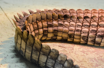 alligator crocodile skin in detail close up