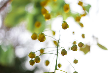 Fototapeta na wymiar Yellow flower