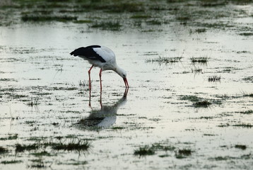 Feuchtgebiet,Storch,Stork,Wetland,Lebensraum,Habitat
