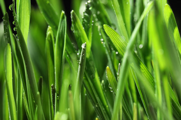 Naklejka na ściany i meble Green lush grass with water drops on blurred background, closeup