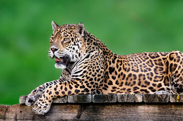  Portrait of a jaguar lying with green background © xyo33