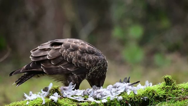 Common buzzard sitting on the forest meadow and pluck a woodpigeon, winter, (buteo buteo), germany