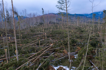 Aerial drone photo showing hundreds of fir trees torn up by their roots, razed to the ground, by a severe wind storm in Ciucas Mountains