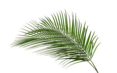 Beautiful lush tropical leaves isolated on white