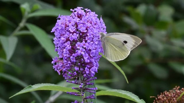 Large white / cabbage butterfly (Pieris brassicae) feeding on Buddleja davidii flower in summer