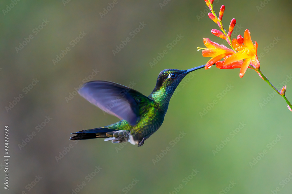 Wall mural hummingbird long-tailed sylph, aglaiocercus kingi with orange flower, in flight. hummingbird from co