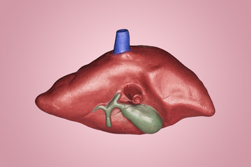 A human liver. Part of anatomy human body model with organ system.	