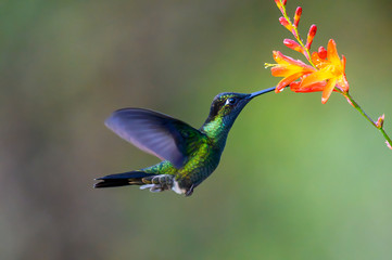 Hummingbird Long-tailed Sylph, Aglaiocercus kingi with orange flower, in flight. Hummingbird from Colombia in the bloom flower, wildlife from tropic jungle.
