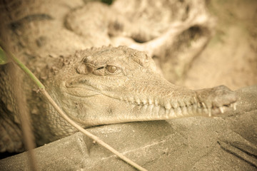 crocodile
