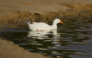 duck starting her journey on the water