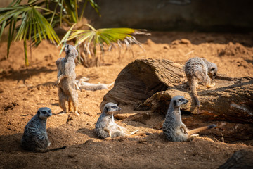 meerkats