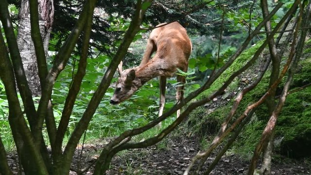 European roe deer (Capreolus capreolus) male / buck / roebuck foraging in brushwood in summer
