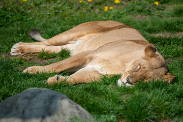 Sleeping lion