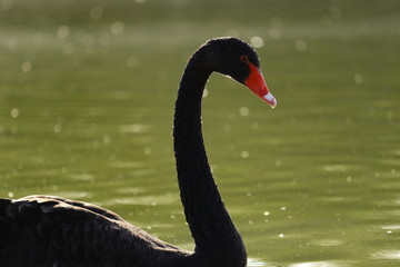 Naklejka premium black swan portrait