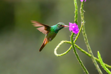 Obraz na płótnie Canvas Hummingbird Long-tailed Sylph, Aglaiocercus kingi with orange flower, in flight. Hummingbird from Colombia in the bloom flower, wildlife from tropic jungle.