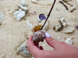 Female hands with manicure hold an ocean shell and stick it inside with a stick