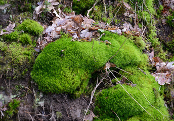 green moss on rocks in forest