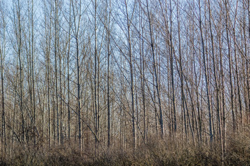 Deciduous tree young forest in winter 