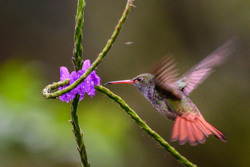 Hummingbird Long-tailed Sylph, Aglaiocercus kingi with orange flower, in flight. Hummingbird from Colombia in the bloom flower, wildlife from tropic jungle.