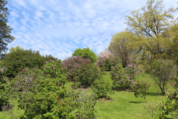 Lilac trees blooming on a sunny hillside in Rochester, New.