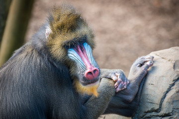 Baboon