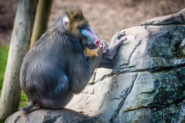 Baboon