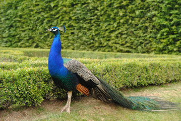 Fototapeta premium Peacock in the park in the midst of green grasses