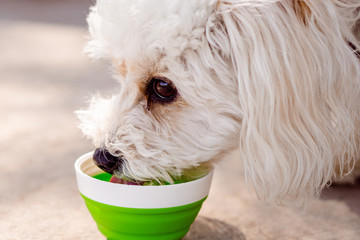 Dog Drinking out of Green Water Bowl