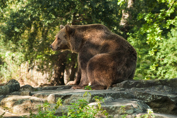 A brown bear in the zoo. Berlin, Germany
