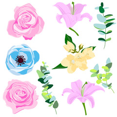 vector drawing red roses flowers and buds