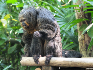 Sitting monkey on a green background