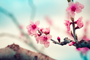 Obraz na płótnie Canvas Pink flowers blooming peach tree at spring. Spring blooming, Abstract background. Banner. Selective focus.