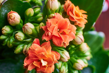 Blooming Kalanchoe flowers close-up.