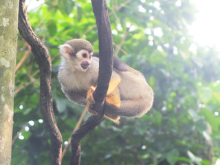 Sitting monkey on a green background