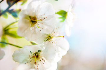 Pink flowers blooming peach tree at spring. Spring blooming, Abstract background. Banner. Selective focus.