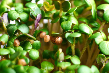sprouted grains of mustard with leaves close-up
