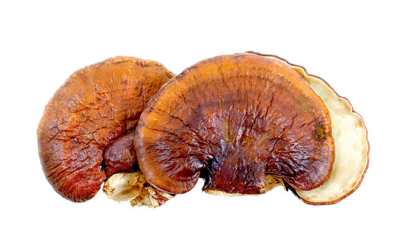 lingzhi mushroom on white background