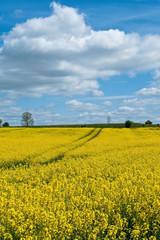 Obraz premium Field of Rapeseed in Berkshire, England, UK